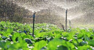 Choosing an Irrigation Companies Near Me: Applying an Irrigation System
