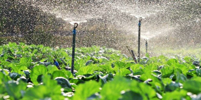 Choosing an Irrigation Companies Near Me: Applying an Irrigation System